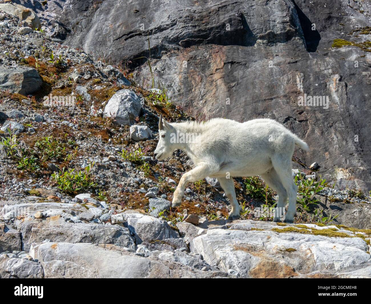 Chèvre de montagne, Oreamnos americanus, à Tracy Arm, forêt nationale de Tongass, sud-est de l'Alaska, ÉTATS-UNIS Banque D'Images