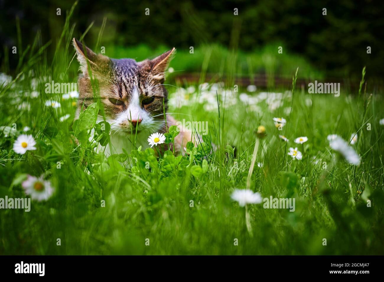 Un jeune chat qui profite du soleil dans le jardin. L'accent est mis sur la Marguerite devant le visage des chats. Banque D'Images