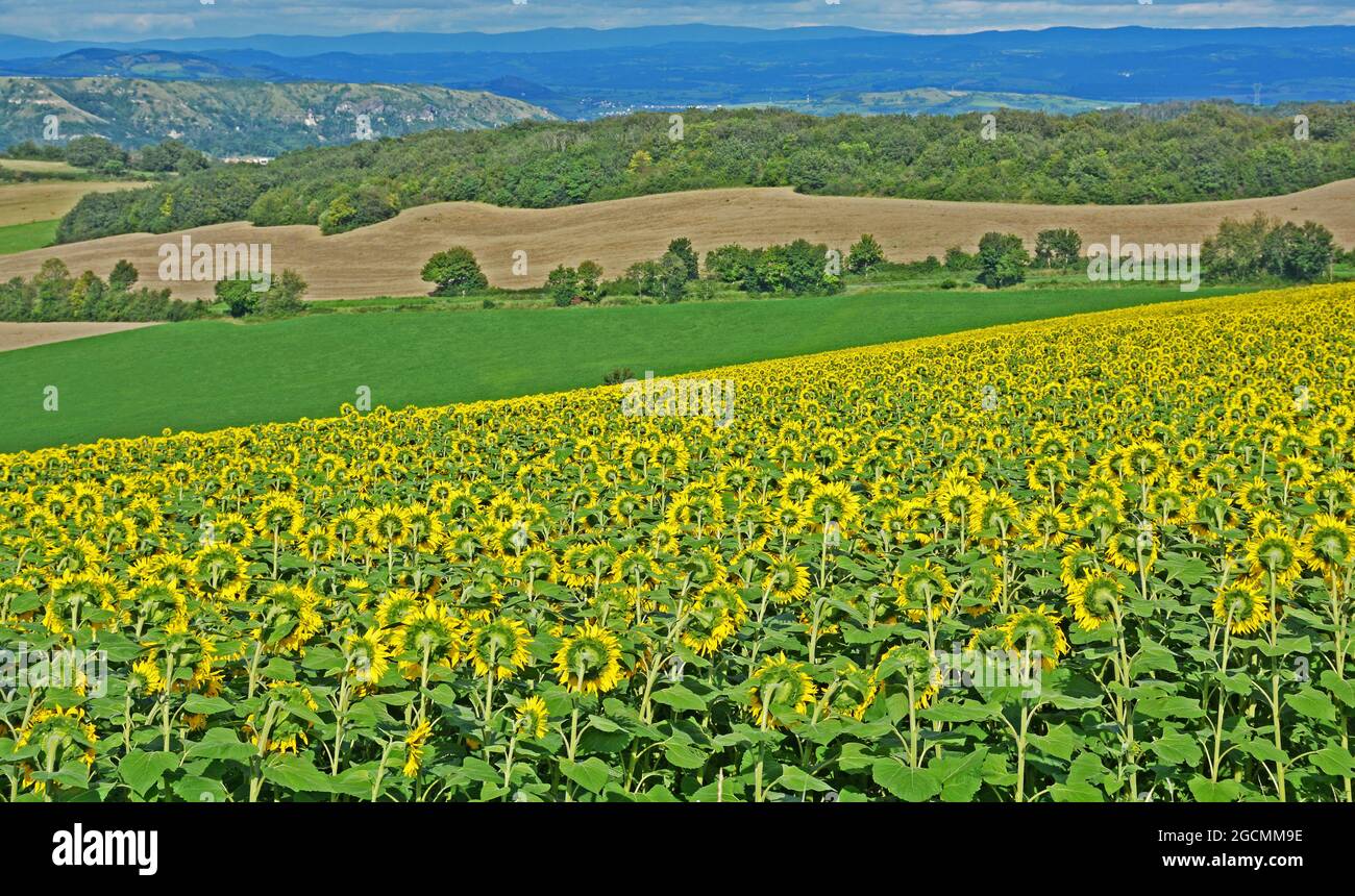 Plaine de Limagne, Puy de Dome, Auvergne-Rhône-Alpes, massif-Central, France Banque D'Images
