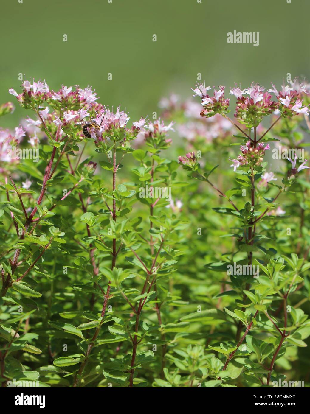 Floraison des herbes Origanum majorana. Banque D'Images