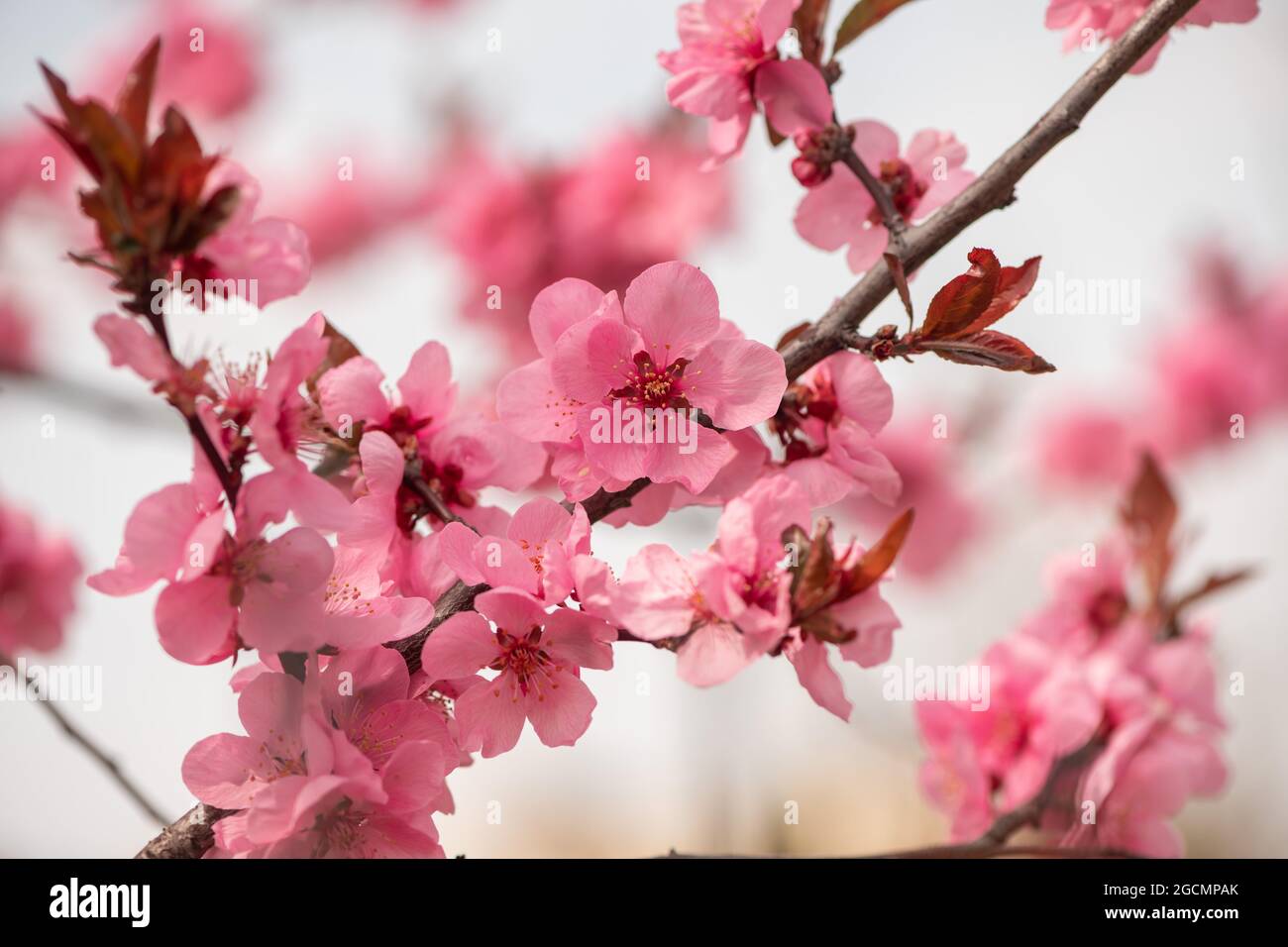 Gros plan sur les branches en fleur de prune de cerisier noir Banque D'Images