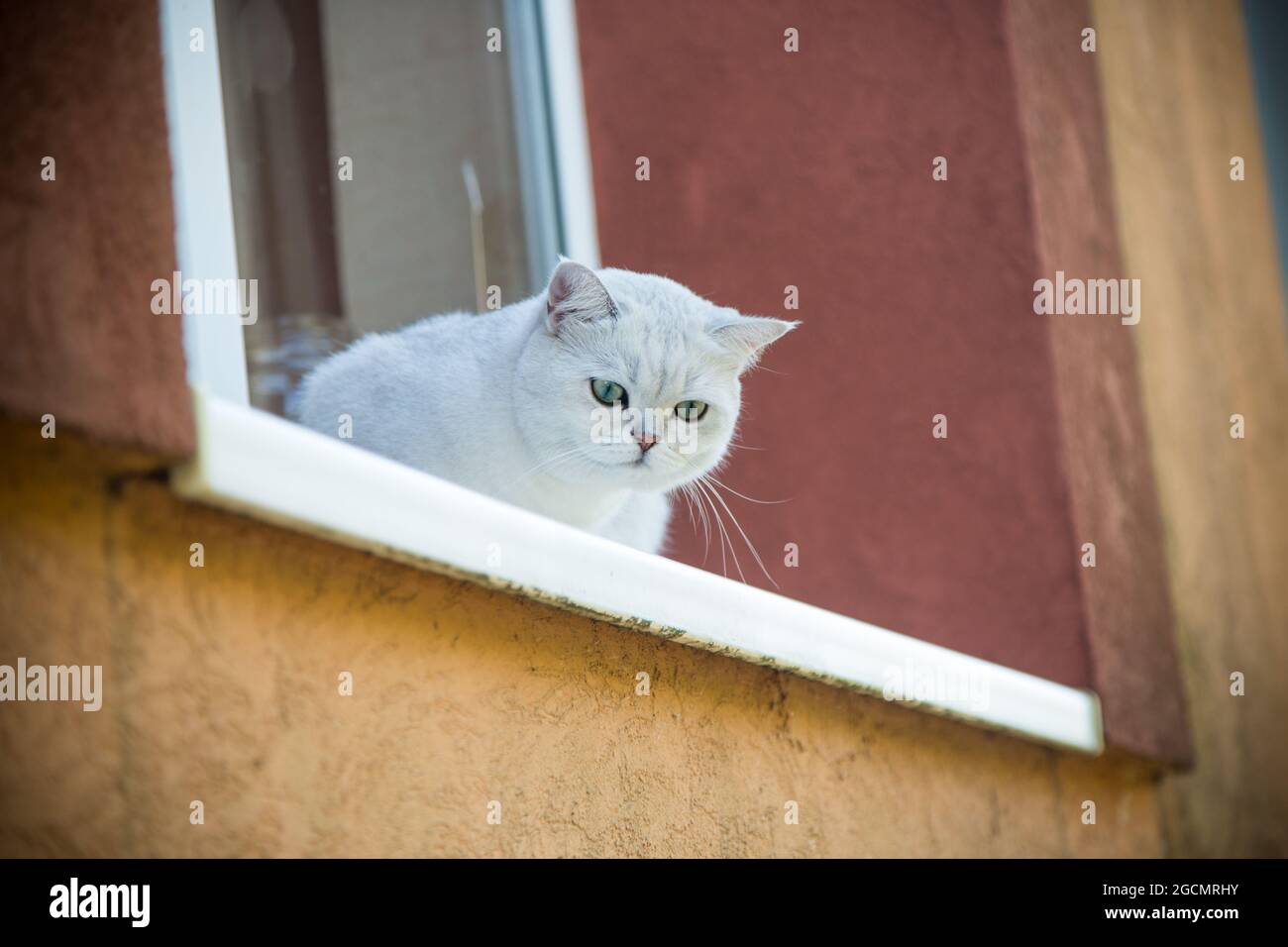 Chat écossais chinchilla avec des oreilles droites est assis sur le rebord de la fenêtre dans l'air frais Banque D'Images