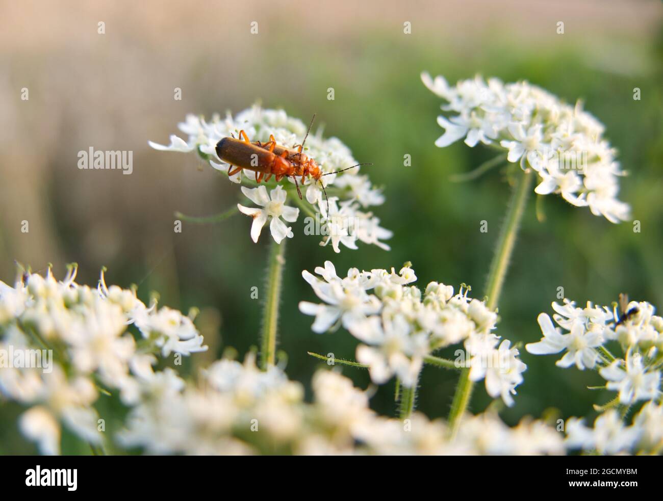 Deux coléoptères rouges communs (Rhagonycha fulva) qui se pongent sur les fleurs blanches de Hogweed (Heracleum sphondylium), également connu sous le nom de Cow Parsnip Banque D'Images