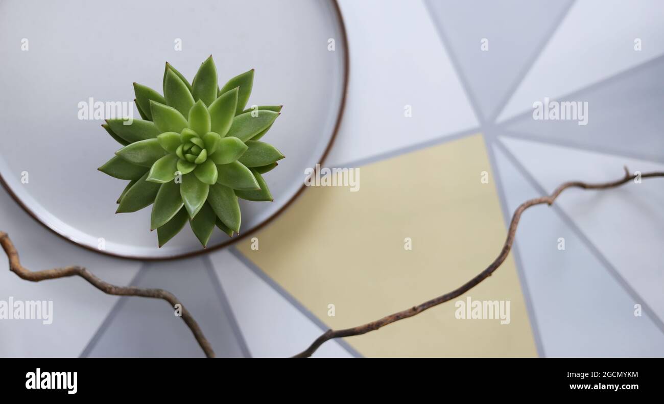 décoration élégante, plante maison verte, assiette en porcelaine sur fond blanc jaune pastel. vue sur le dessus. Bordure horizontale, place pour le texte Banque D'Images