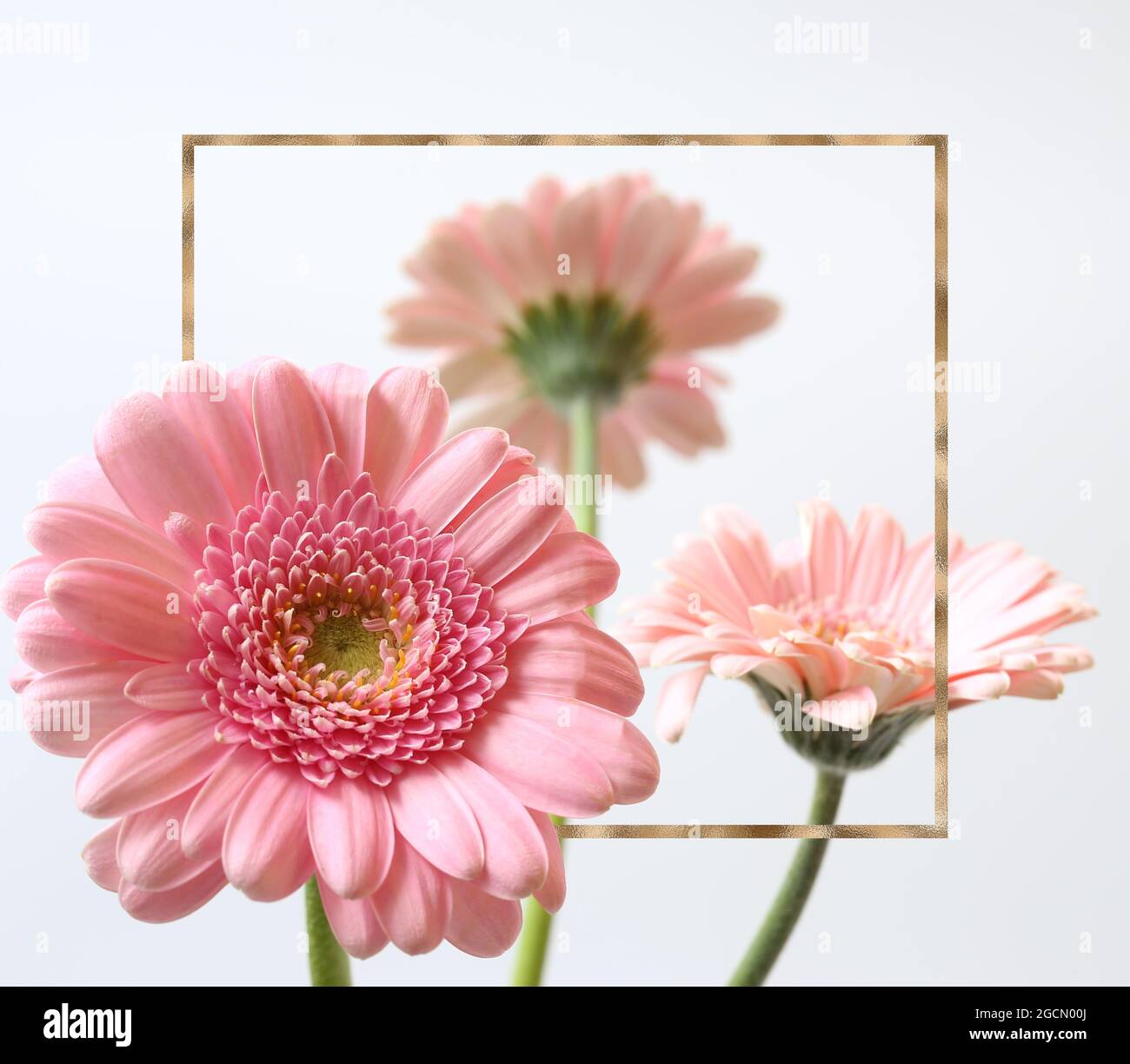 Belles fleurs roses sur fond blanc. Bouquet de fleurs gerbera d'été de printemps dans cadre doré. Banque D'Images