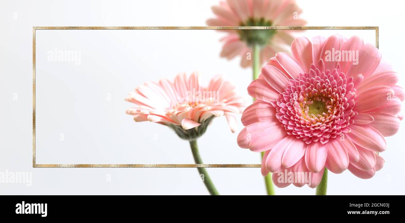 Belles fleurs roses sur fond blanc. Bouquet de fleurs gerbera d'été de printemps dans cadre doré. Maquette. Placer pour le texte Banque D'Images