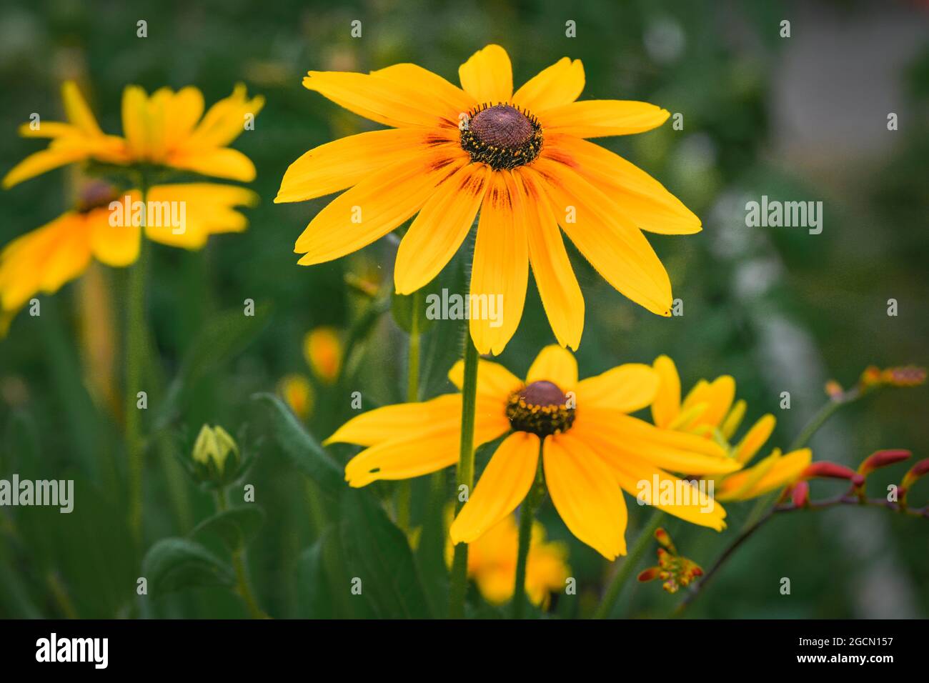 Black Eyed Susan fleurs Banque D'Images