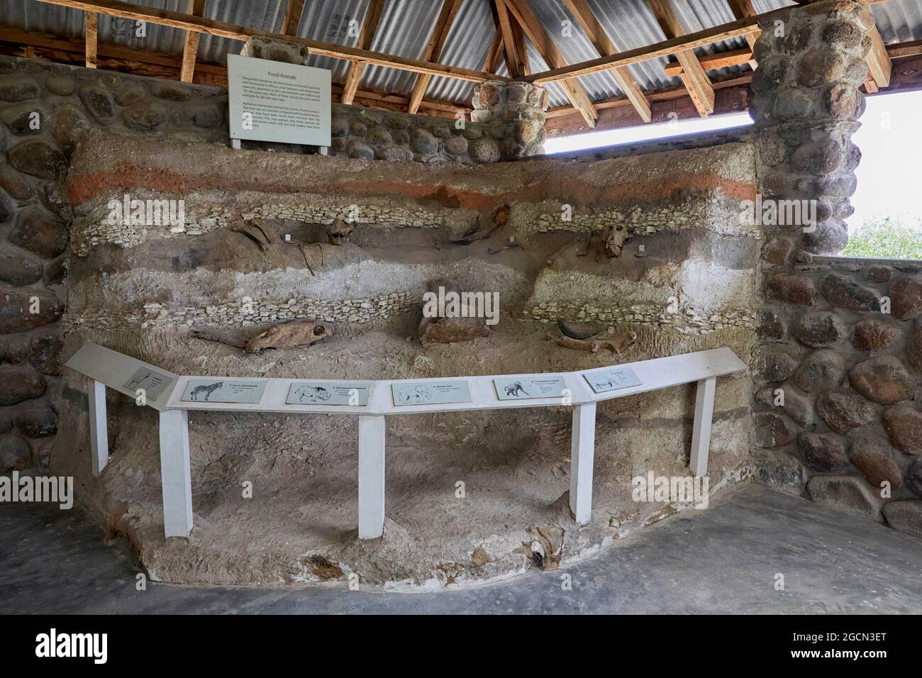 Musée du site préhistorique d'Olorgesailie au Kenya en Afrique Banque D'Images