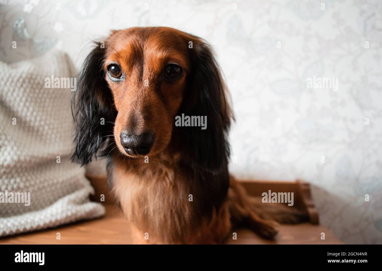 Portrait d'un dachshund bien entretenu de couleur rouge et noire aux cheveux longs, yeux bruns, nez adorable. Banque D'Images