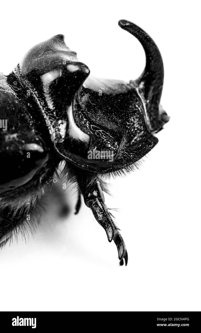 Belle image macro Rhinoceros Beetle sur fond blanc Banque D'Images