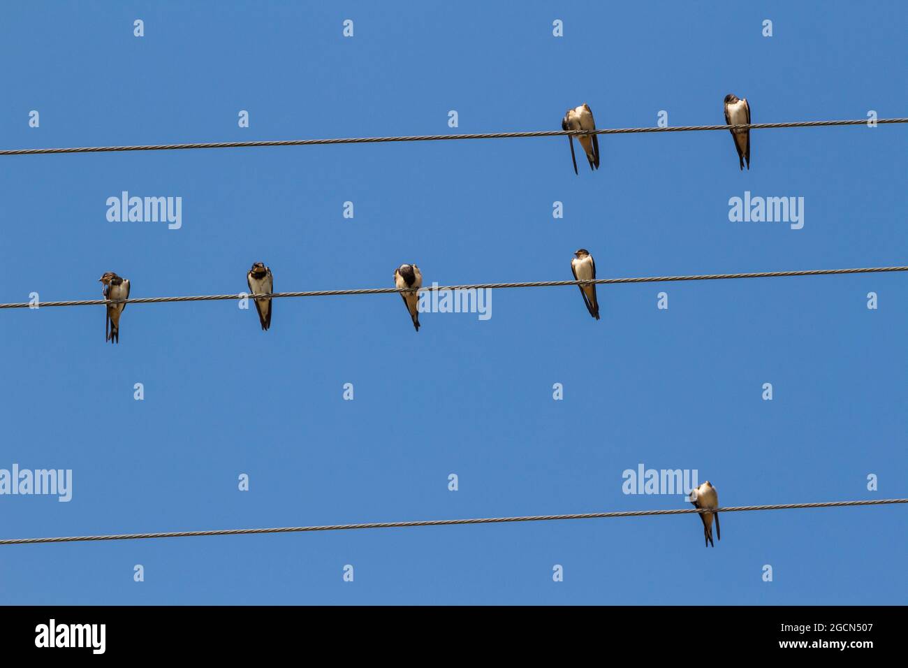 Barges de la grange (Hirundo rustica) assis sur fil électrique, Hongrie Banque D'Images