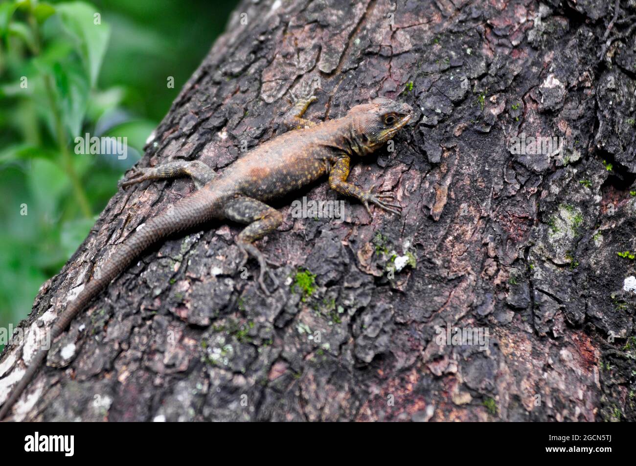 Lézard sud-américain (liolaemus lemniscatus). Parc national d'Iguazu, Misiones, Argentine Banque D'Images