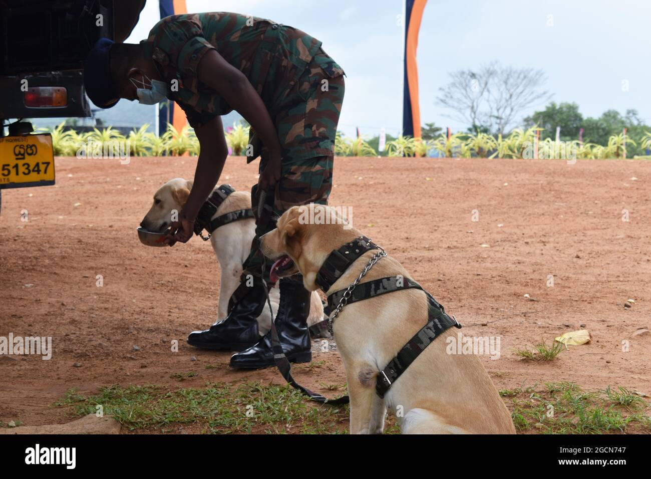 Les chiens de l'armée du Labrador Retriever sont prêts à fouiller les lieux avant un match de cricket. Au pittoresque terrain de cricket de l'Army Ordinance. Dombagode. Sri Lanka. Banque D'Images