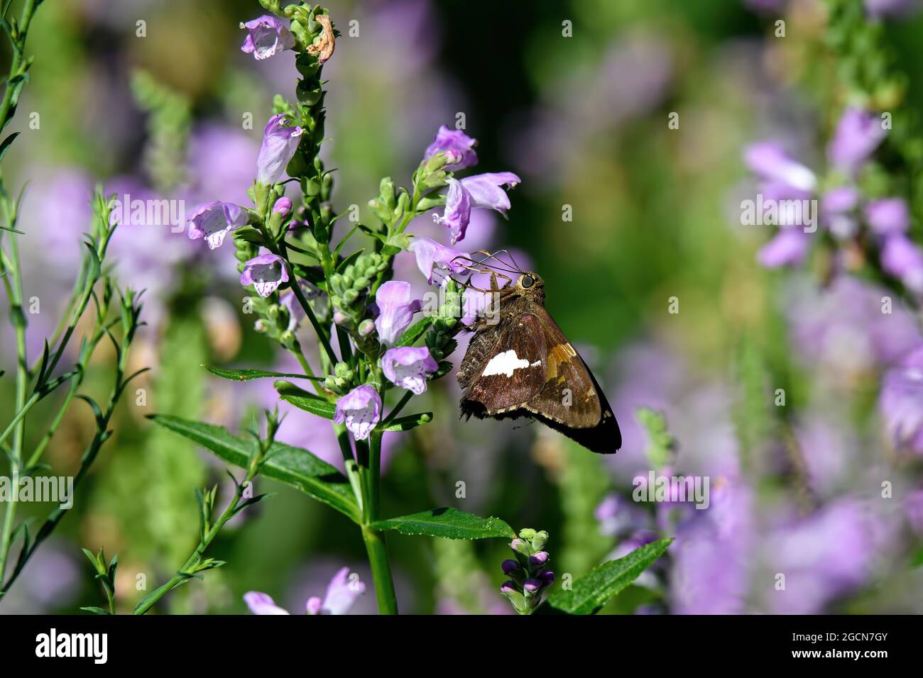 Le skipper à pois d'argent se nourrissant de fleurs de plante obéissantes. Le skipper à pois argentés est un papillon de la famille des Hesperiidae. Banque D'Images