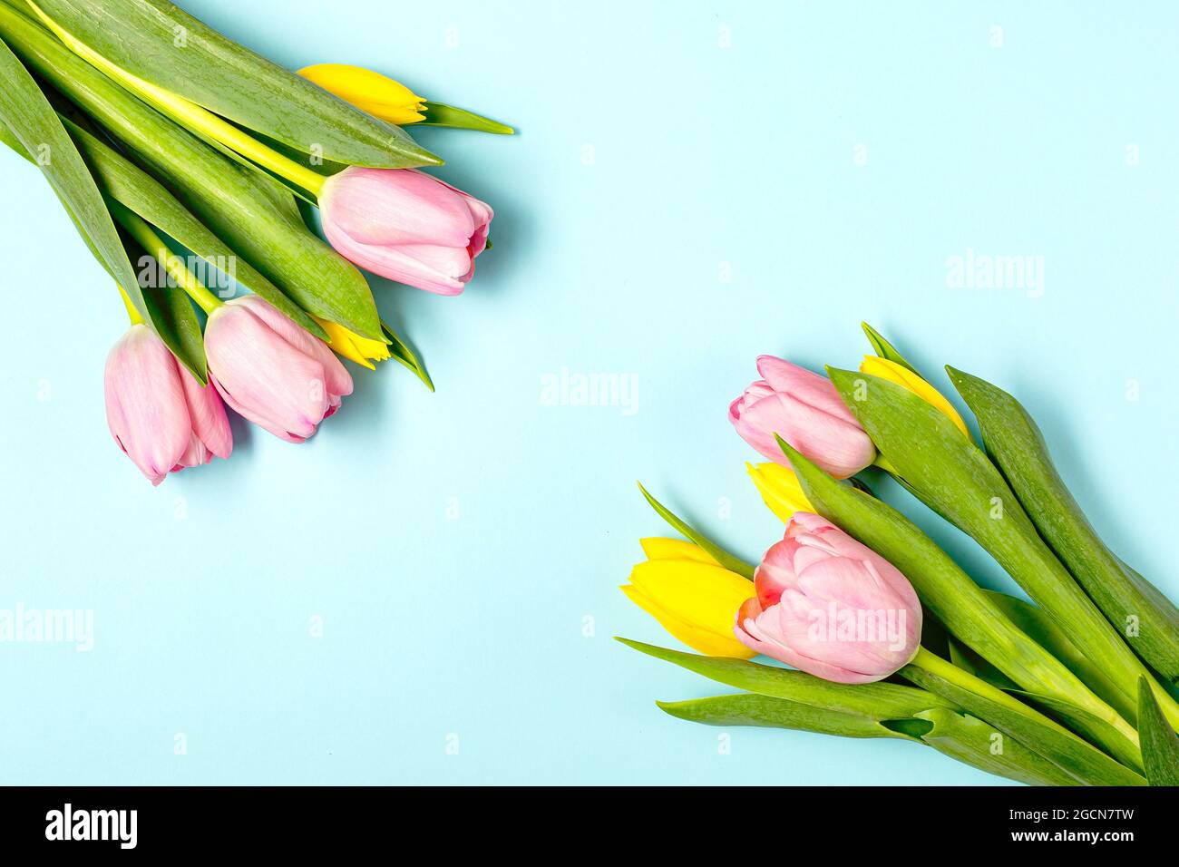 Fleurs de tulipe rose sur bleu pastel Banque D'Images