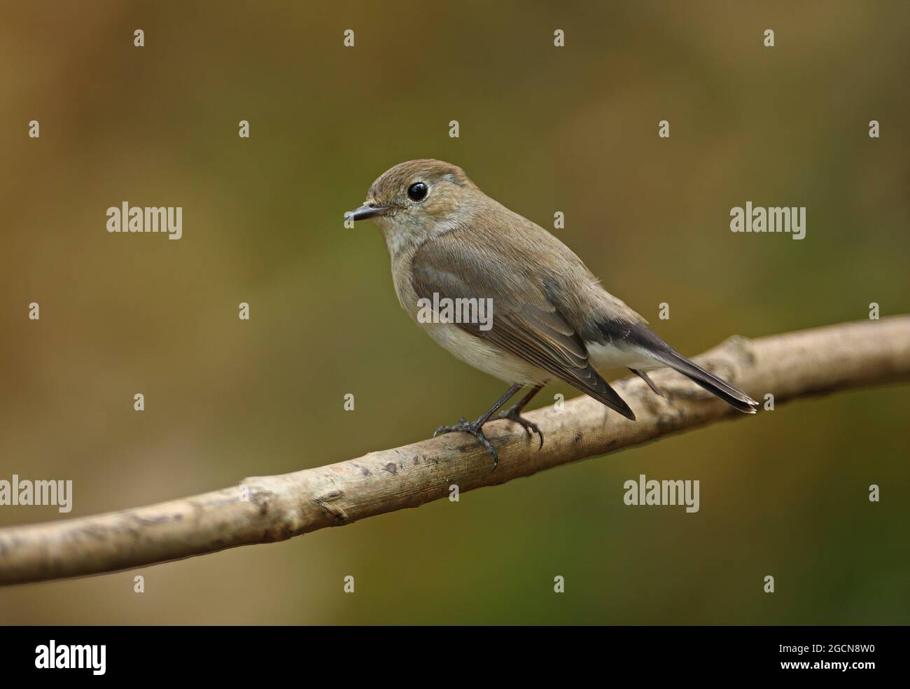 Taïga Flycatcher (Ficedula albicilla) adulte perchée sur la branche Kaeng Krachan, Thaïlande Janvier Banque D'Images