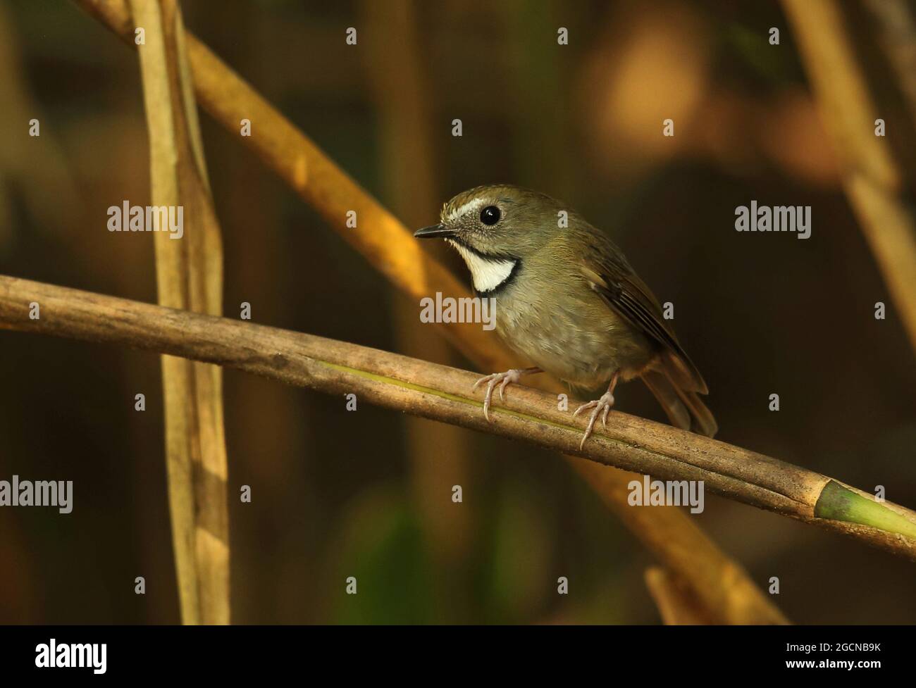Flycatcher à gorge blanche (Ficedula monileger leucops) adulte perché sur la tige de bambou Doi Lang, Thaïlande Novembre Banque D'Images