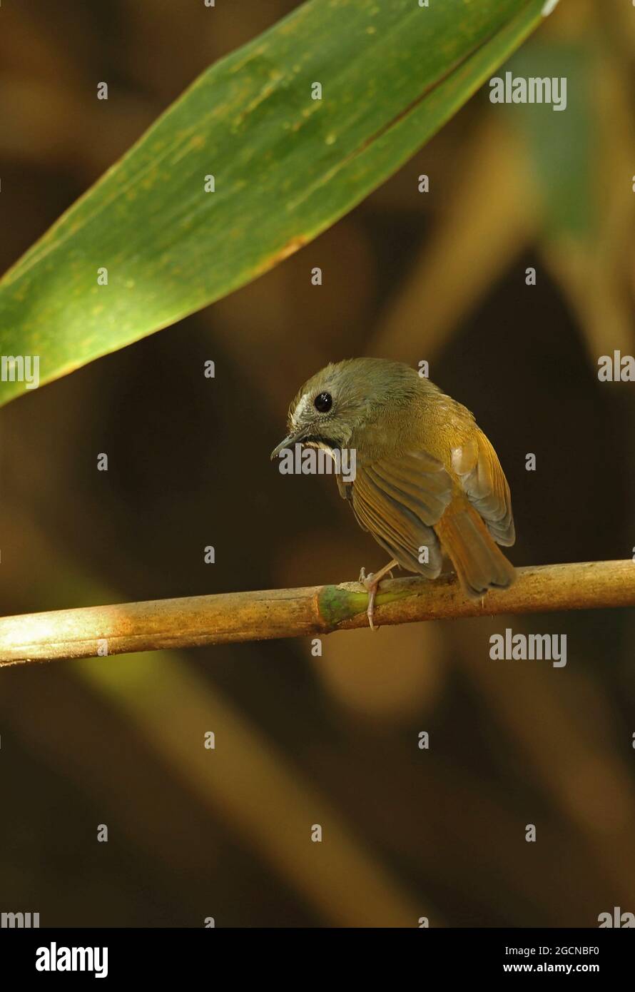 Flycatcher à gorge blanche (Ficedula monileger leucops) adulte perché sur la tige de bambou Doi Lang, Thaïlande Novembre Banque D'Images