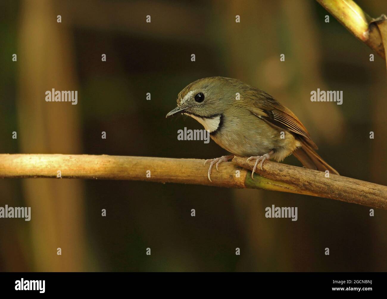 Flycatcher à gorge blanche (Ficedula monileger leucops) adulte perché sur la tige de bambou Doi Lang, Thaïlande Novembre Banque D'Images