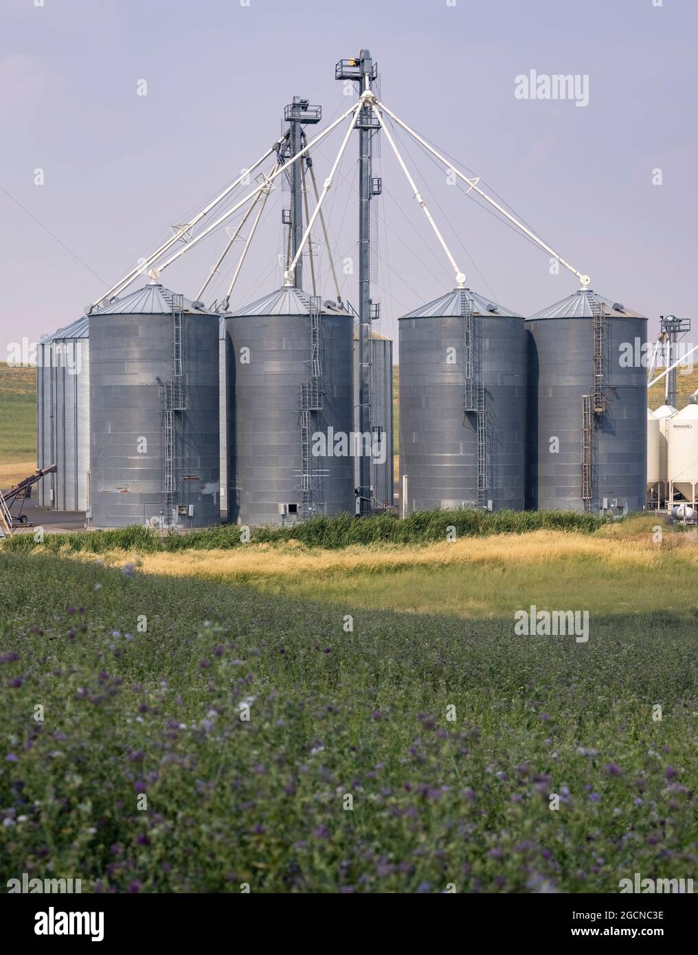 Silos à grains, près de Pullman, Washington State, USA Banque D'Images