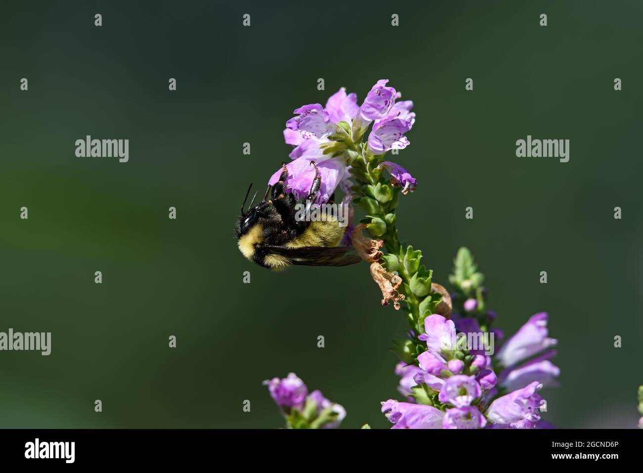 Bumblebee qui est membre du genre Bombus, une partie des Apidae sur la fleur de plante obéissante. Banque D'Images
