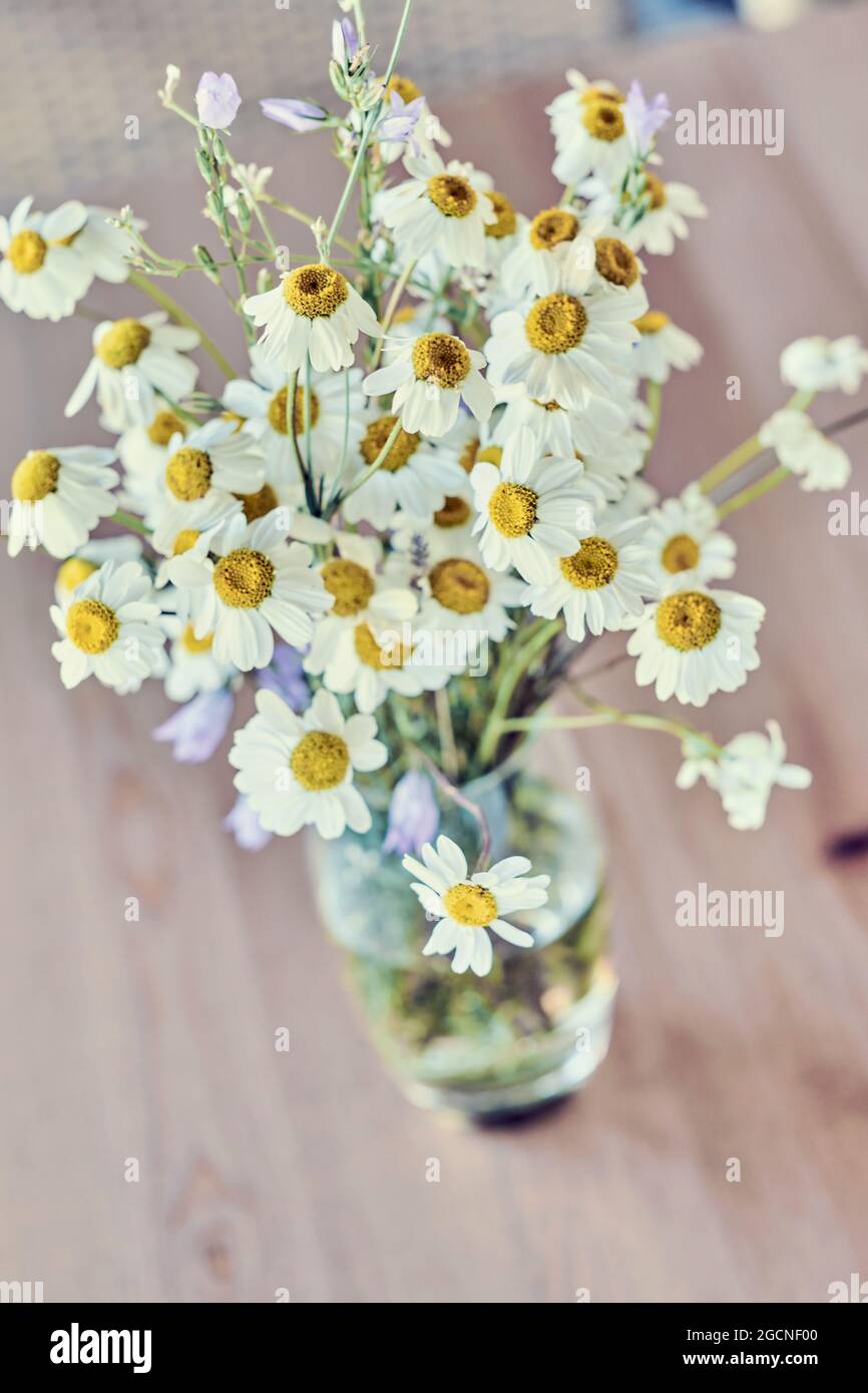 Bouquet de fleurs de Marguerite sauvage (Bellis perennis) dans un verre intérieur dans une maison. Banque D'Images