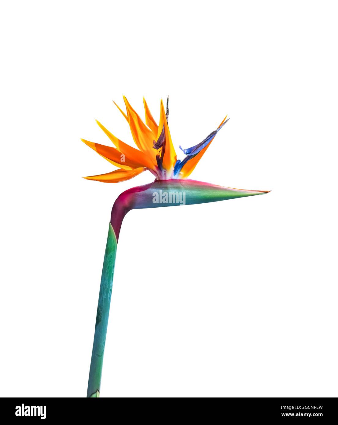 oiseau à longue tige de couleur vive de fleur paradisiaque closeup découpe isolée sur un fond blanc Banque D'Images