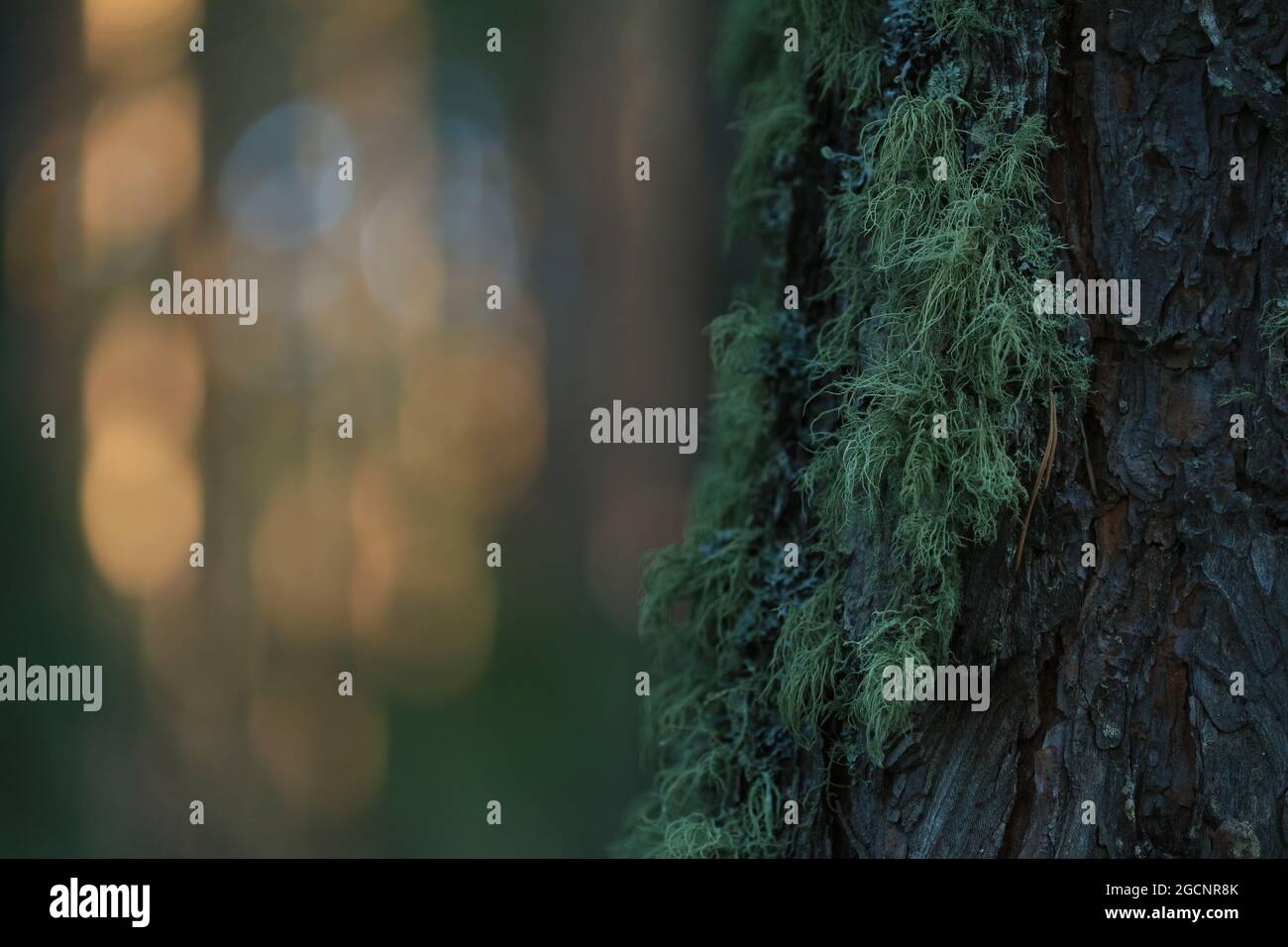 Lichen vert sur un tronc de pin brun sur fond de forêt de pins ensoleillée. Arrière-plan naturel. Copier l'espace. Banque D'Images