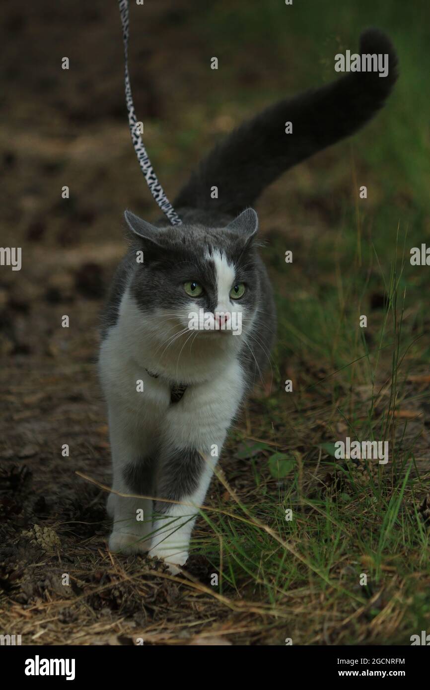 Un chat fumé marche le long d'un chemin forestier sur un harnais. Portrait d'un chat gris et blanc avec des yeux verts marchant sur une laisse dans une forêt d'été. Banque D'Images