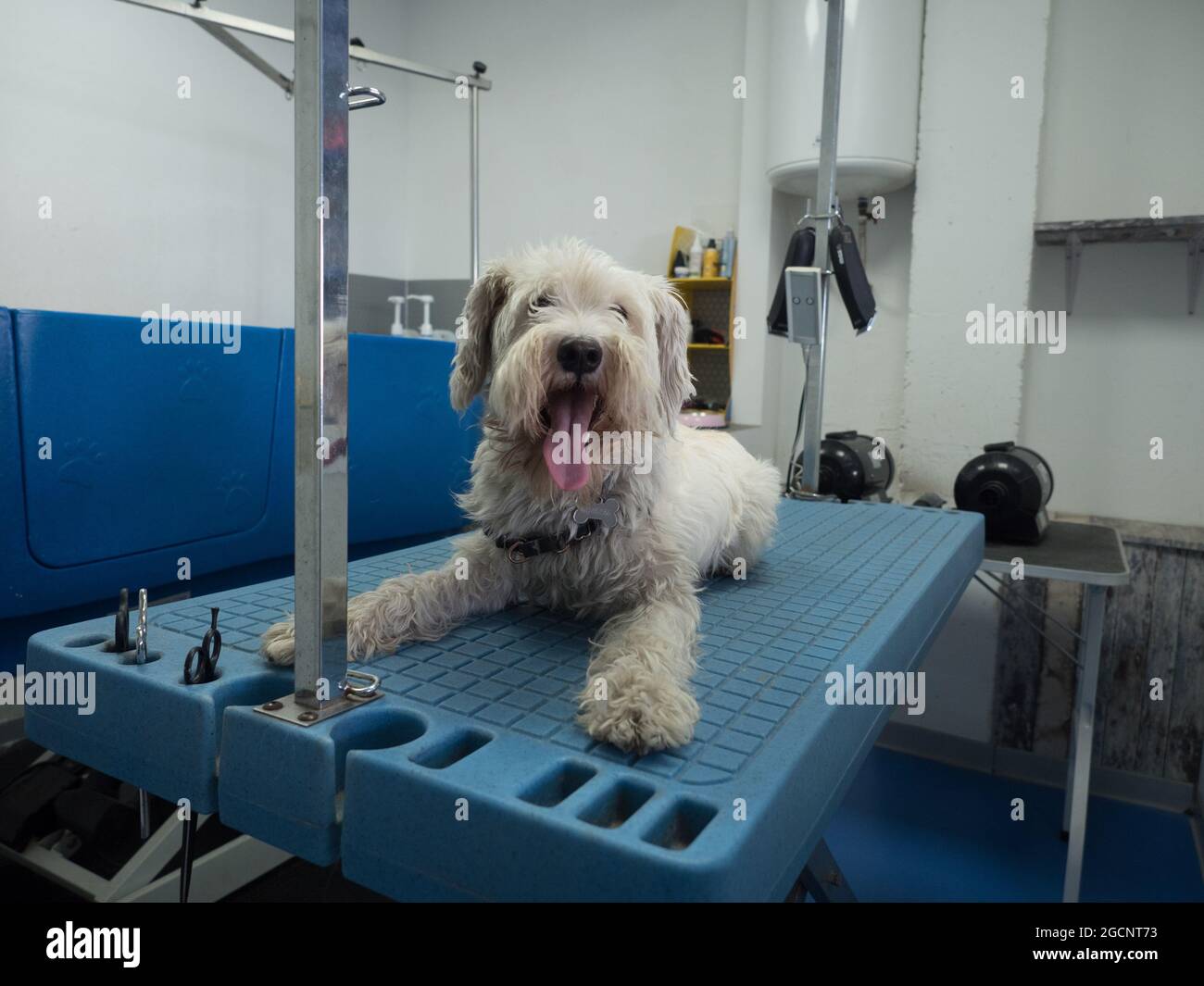 mini chien schnauzer à l'aine de chien avant de se couper les cheveux Banque D'Images