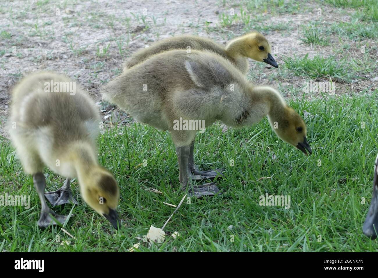 Canards se nourrissant le long de la rivière, dans la zone de fleurs de Bond Falls, dans la péninsule supérieure du Michigan Banque D'Images