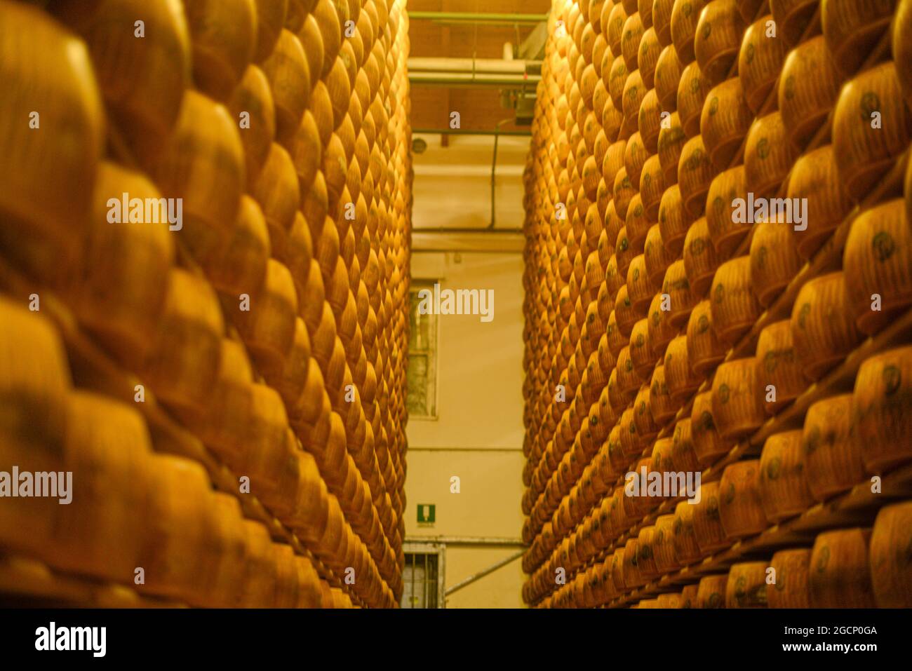 Roues de parmesan au lait Banque D'Images