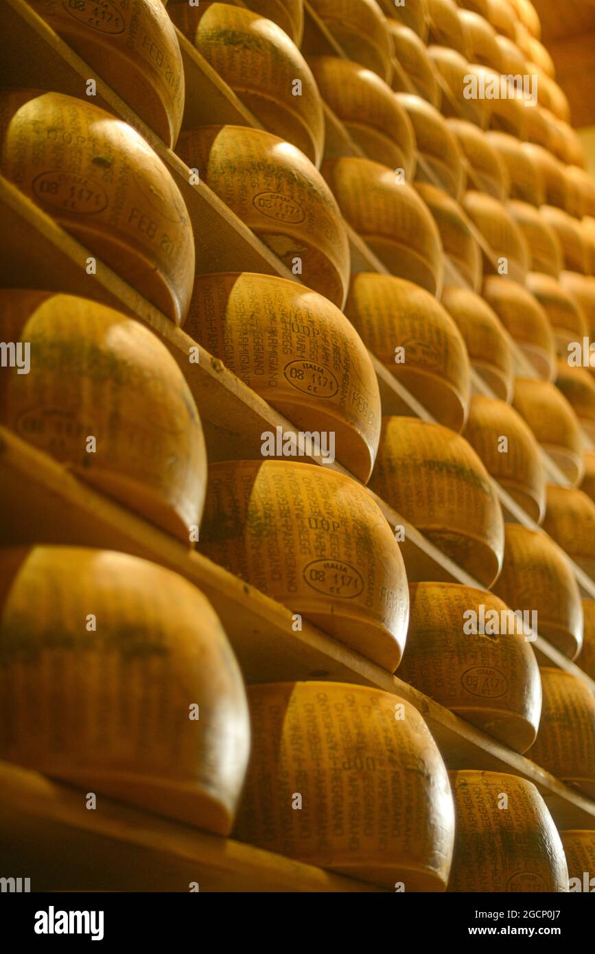 Roues de parmesan au lait Banque D'Images
