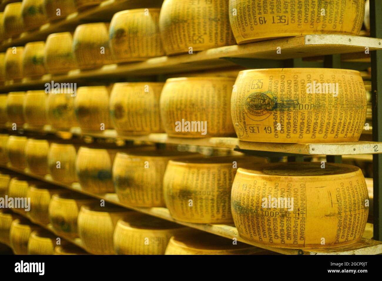 Roues de parmesan au lait Banque D'Images