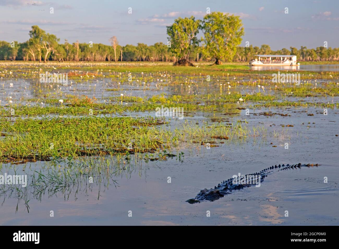 Crocodile à Yellow Water, parc national de Kakadu Banque D'Images
