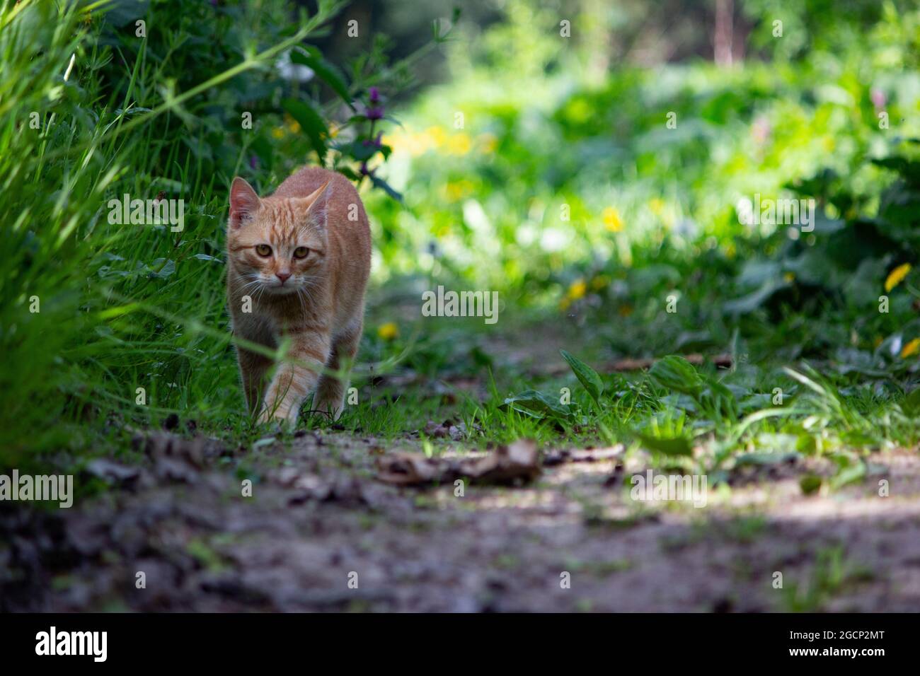Joli chat au gingembre marchant dans le jardin Banque D'Images