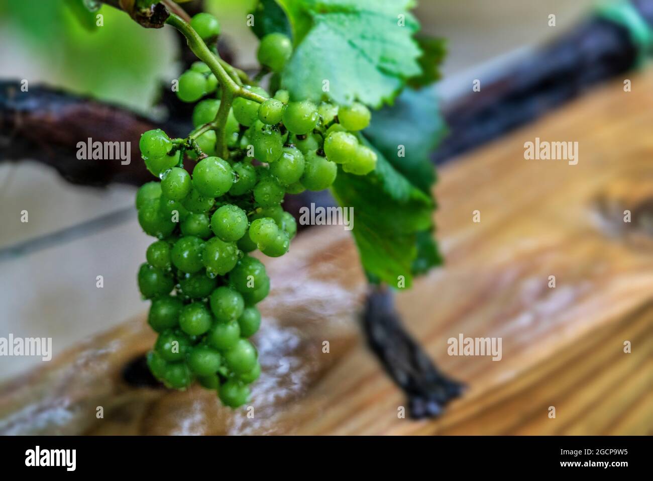 La pluie tombe sur un bouquet de raisins qui poussent à la cave de vinification Grandfather Vineyard à Banner Elk, en Caroline du Nord. Banque D'Images