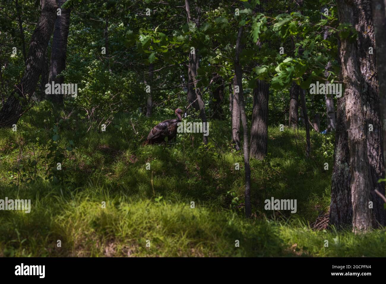 Tom turquie dans une forêt du nord du Wisconsin. Banque D'Images