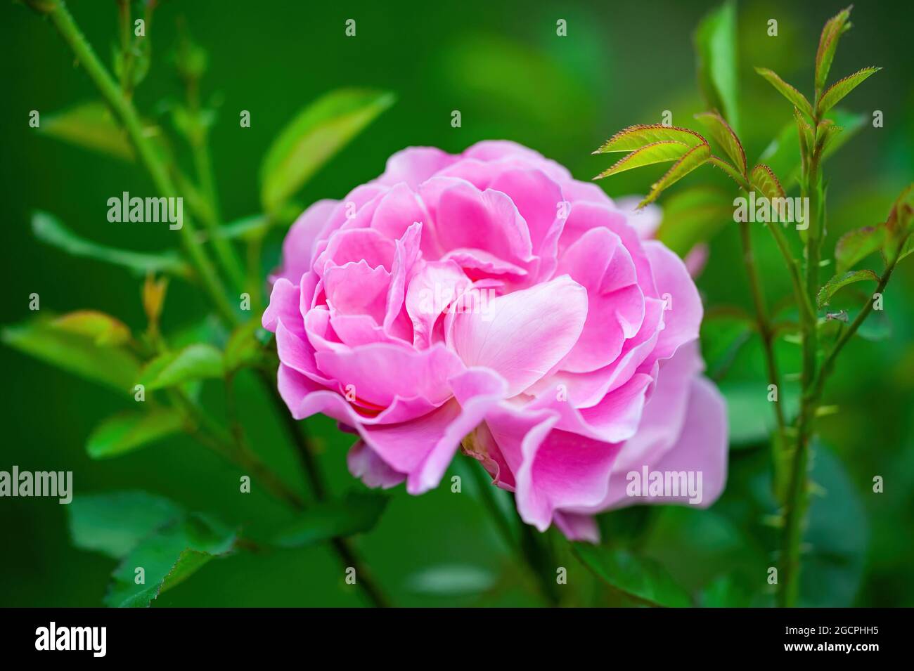 Magnifique Rose Rose fleur Bud macro gros plan Banque D'Images