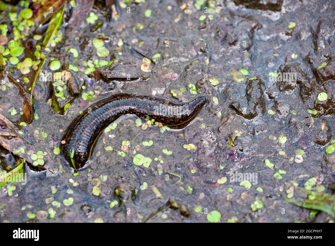 Le parasite du suceur de sang Leech noir Hirudo Medicinalis chez Swamp Macro Banque D'Images