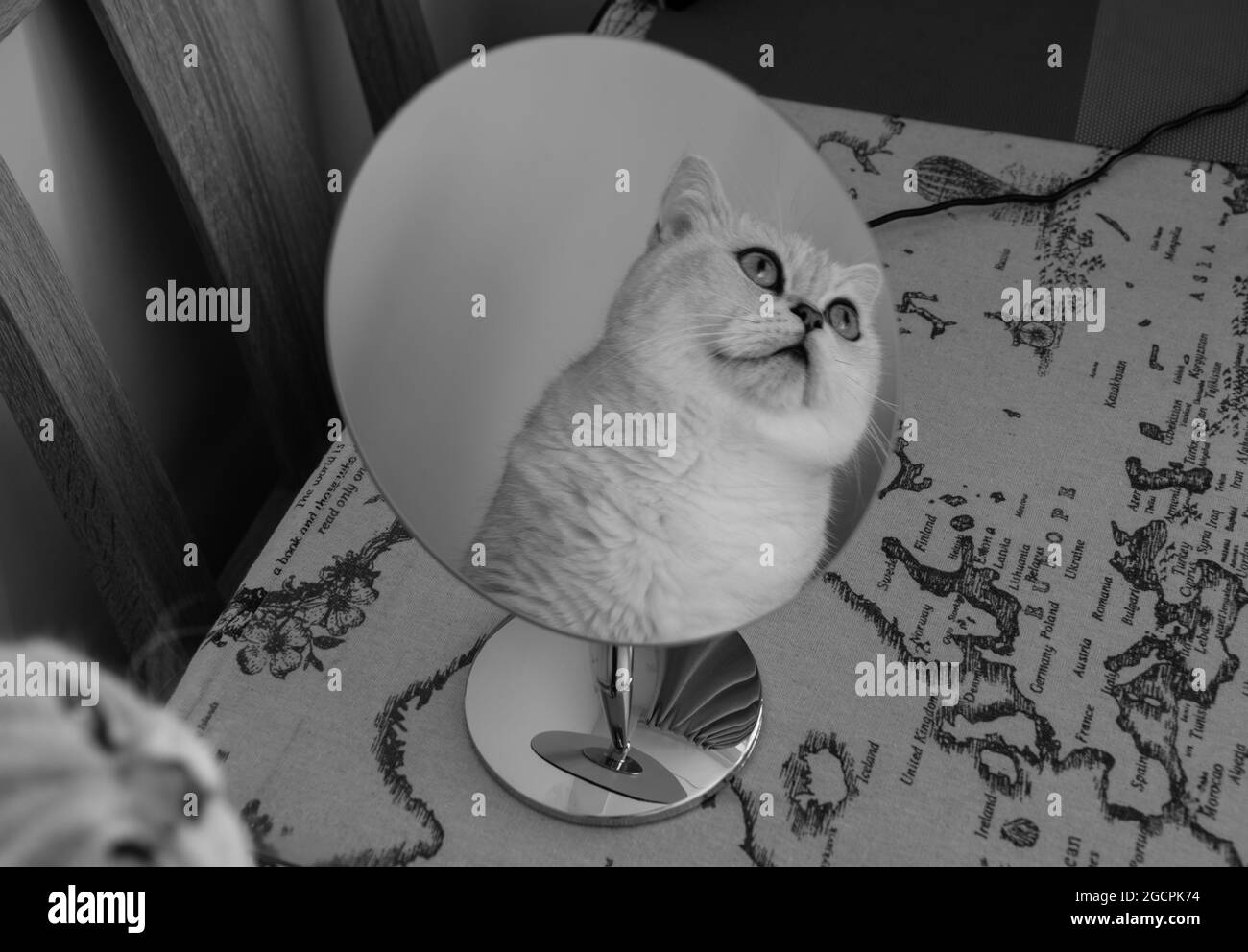 Image en noir et blanc du corps et du visage du chat reflétant dans le miroir Banque D'Images Image en noir et blanc du corps et du visage du chat reflétant dans le miroir Banque D'Images