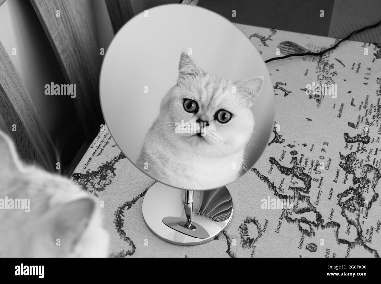 Visage de chat surpris réfléchissant dans le miroir avec de grands yeux bleus Banque D'Images