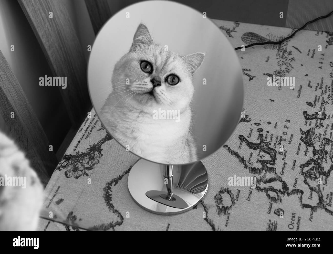 Visage de chat avec de grands yeux bleus reflétant dans le miroir Banque D'Images Visage de chat avec de grands yeux bleus reflétant dans le miroir Banque D'Images