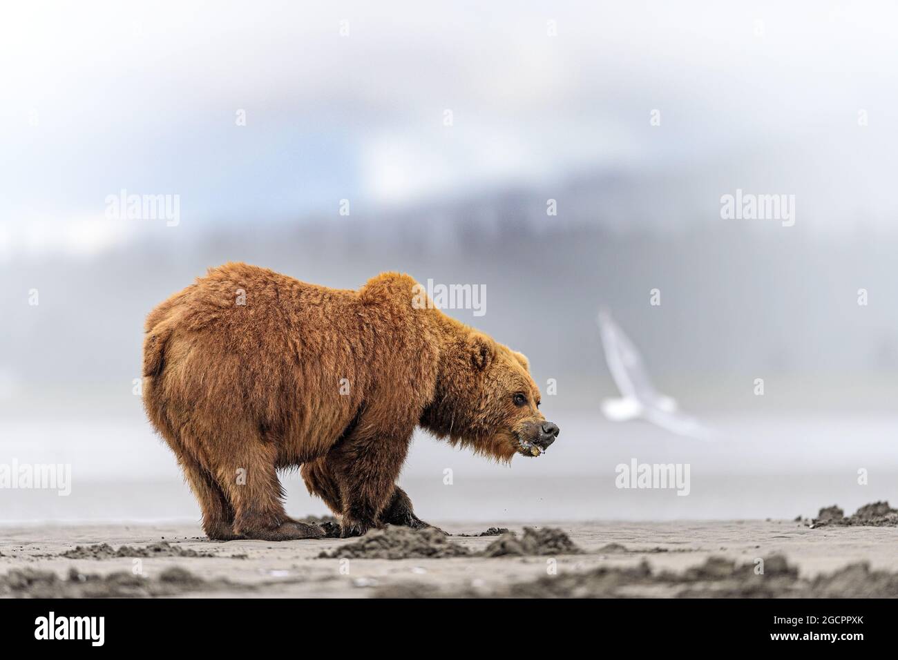 Ours brun creusant des palourdes, parc national du lac Clark, Alaska Banque D'Images