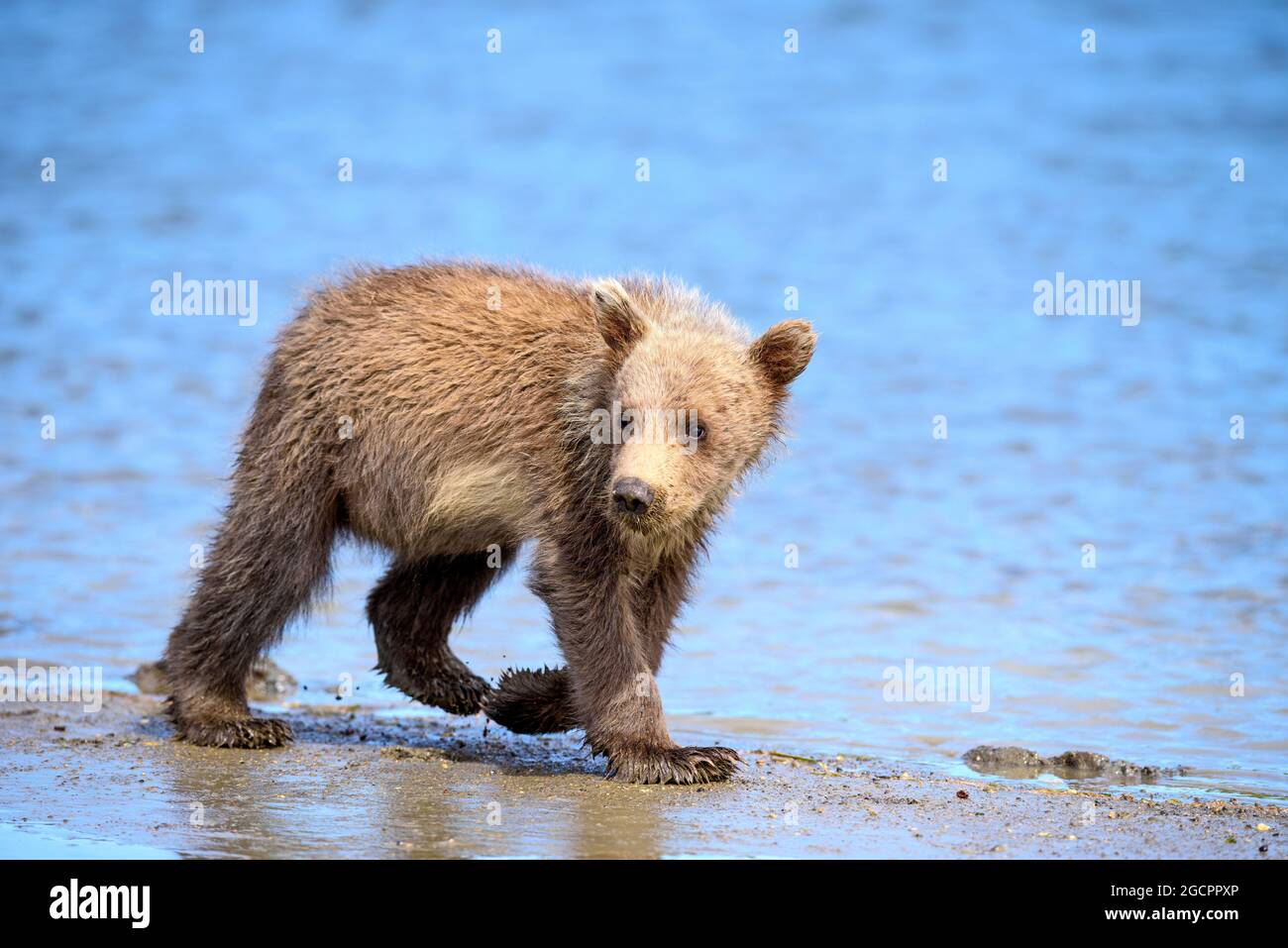 ours brun cub, Alaska Banque D'Images