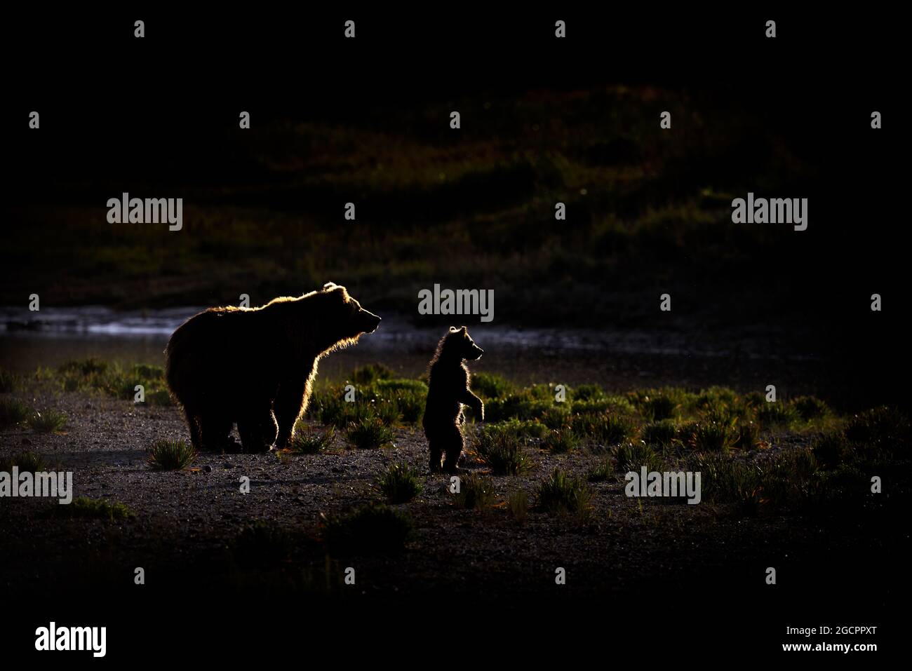 Ours au coucher du soleil Banque D'Images