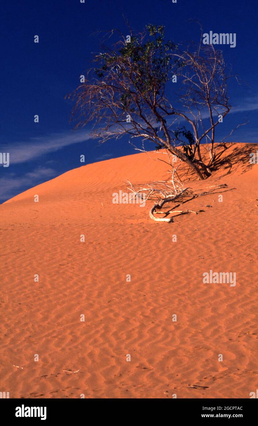 VÉGÉTATION DANS LES DUNES DE SABLE, CHAMPS DE GAZ MOOMBA, AUSTRALIE MÉRIDIONALE. LA VILLE MOOMBA EST SITUÉE SUR LA PISTE STZELECKI. Banque D'Images