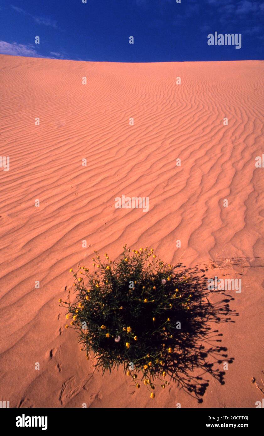 VÉGÉTATION DANS LES DUNES DE SABLE, CHAMPS DE GAZ MOOMBA, AUSTRALIE MÉRIDIONALE. LA VILLE MOOMBA EST SITUÉE SUR LA PISTE STZELECKI. Banque D'Images