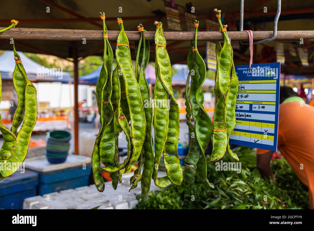 Les grains de Parkia speciosa ou de stik se sont inclinés pour être exposés à l'avant de la stalle sur le marché. Le bean odorant ou le bean en grappe tordu a une forte conc Banque D'Images