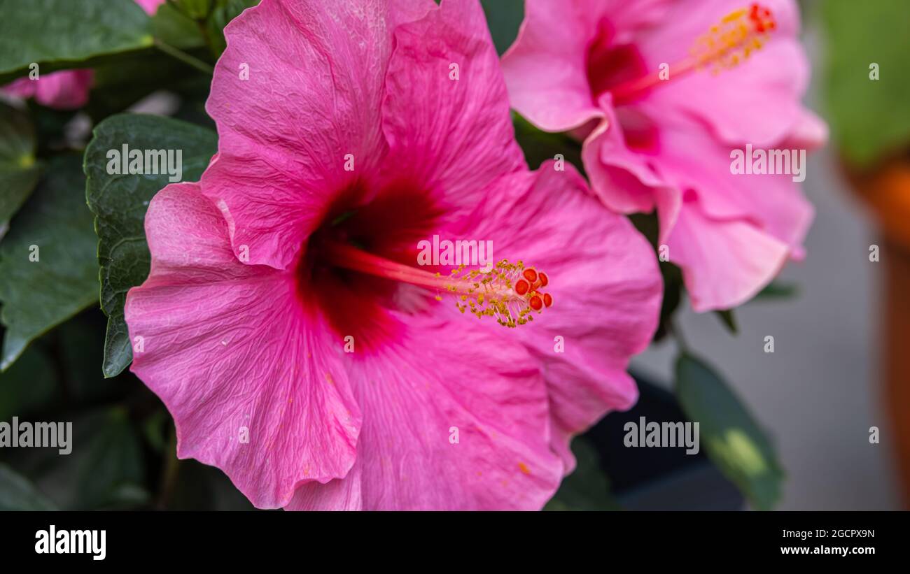 Gros plan sur une fleur d'hibiscus violet. Un hibiscus rose dans une arrière-cour malaisienne . La poussière des fleurs au centre. La fleur nationale de Mala Banque D'Images